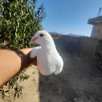 سفید عراقی نر درشت وهیکلی