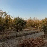 فروش باغ ۲۴۰۰ متر دیوارکشی شده در قهجاورستان|فروش خانه و ویلا|اصفهان, قهجاورستان|دیوار