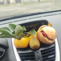 معاوضه طلا با حواله207