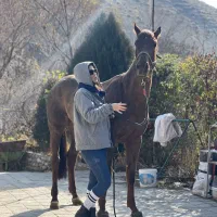 فروش اسب مادیان یکسر