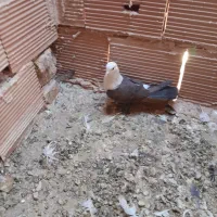 کله سفید،وچند تا کفتر گرفتنی