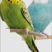 ی جفت مرغ عشق