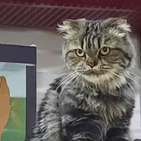 جفت اندازی گربه پرشین اسکاتیش فولد