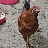 خروس گلین سفید نیمچه مرندی فریک لاری جوان|حیوانات مزرعه|آبیک, |دیوار