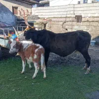 گاو و گوساله ماده جنس