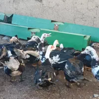 فروش اردک استرالیای واکسن شده