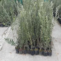 فروش انواع نهال های میوه ای وسایه ای گلدانی