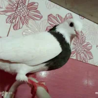 کبوتر طوق ماده همدانی