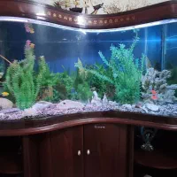 آکواریم چینی طرح لوبیا