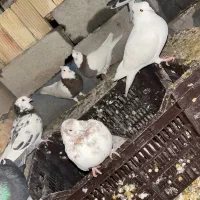 چند عدد کبوتر