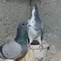 کبوتر دمگیر|پرنده|اصفهان, ولدان|دیوار