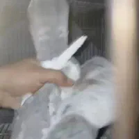 کبوتر.چاپی|پرنده|تهران, تهرانسر شمالی|دیوار