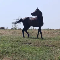 جوان اسب عرب کرد|اسب و تجهیزات اسبسواری|سیلوانه, |دیوار