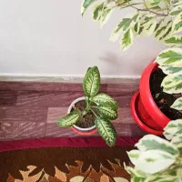 انواع گل|گل و گیاه طبیعی|تبریز, |دیوار