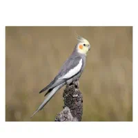 عروس هلندی گمشده