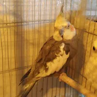 عروس هلندی نر مولد