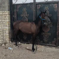 کره نریان کرد