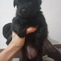 سگ پا کوتاه