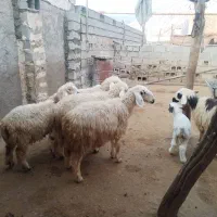 میش|حیوانات مزرعه|باغ ملک, |دیوار