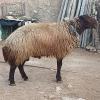 به فروش میرسد