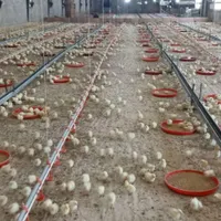 کارگر مرغداری گوشتی نیازمندیم
