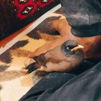 مرغ مینا