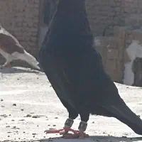 زاغ کرمانی