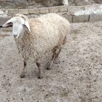 بره سرحال، سالم و درجه یک