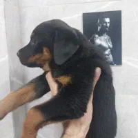 روتوایلر ماده  فوری