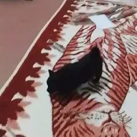 توله سگ ۵ ماهه