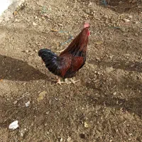 خروس محلی|حیوانات مزرعه|آبیک, |دیوار