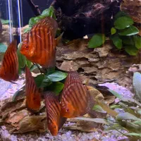 ۶ عدد ماهی دیسکس