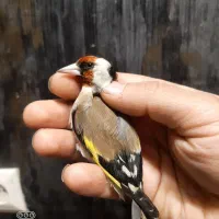 سهره رسمی نر ضمانتی|پرنده|مشهد, حسین‌آباد|دیوار