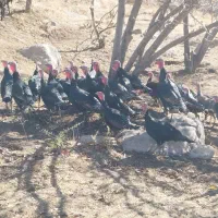 بوقلمون|حیوانات مزرعه|بروجرد, |دیوار