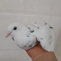 کپوتر سفید دم سیاه