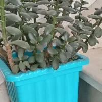 گل و گیاه|گل و گیاه طبیعی|اردبیل, |دیوار