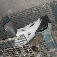 کبوتر سینه ای ذات قدیم