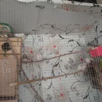 فنج|پرنده|کارون, |دیوار