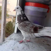 کفتر پرشی