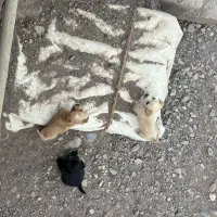 سگ شی هوا