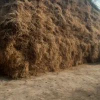 علوفه یونجه