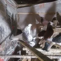 کفتر، کبوتر|پرنده|شاهرود, |دیوار