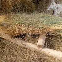 علف|لوازم جانبی حیوانات|نظر کهریزی, |دیوار