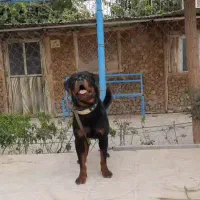 روت و پژدر نگهبان