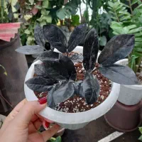 گل آپارتمانی|گل و گیاه طبیعی|تالش, طولارود|دیوار