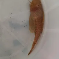 ماهی کت پوزه بوته ای آلبینو