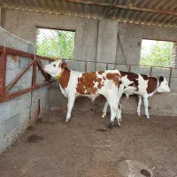خرید و فروش دام