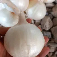 بذر پیاز سفید درجه یک