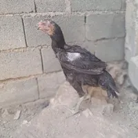 مرغ لاری