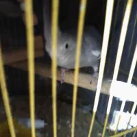 عروس هلندی|پرنده|بندرعباس, |دیوار